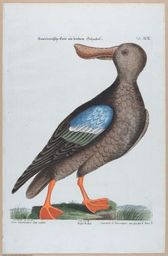 E453 - Various Rich Breiman- i16846