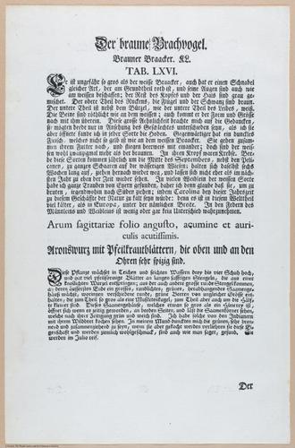 E453 - Various Rich Breiman- i16854