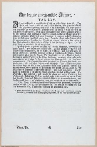 E453 - Various Rich Breiman- i16855