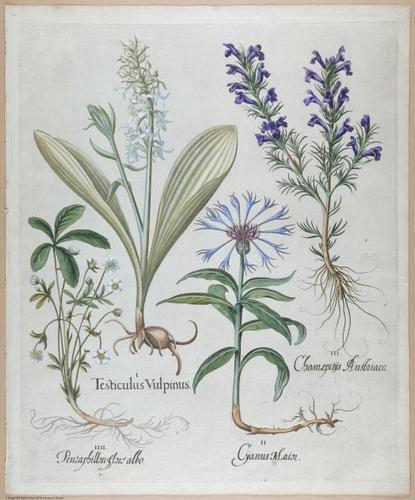 E459 - Various Rich Breiman- i16984