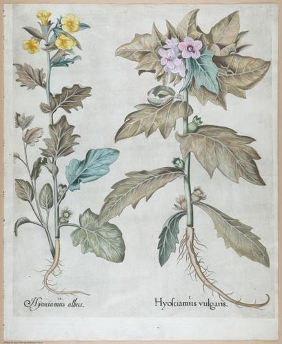 E459 - Various Rich Breiman- i16986