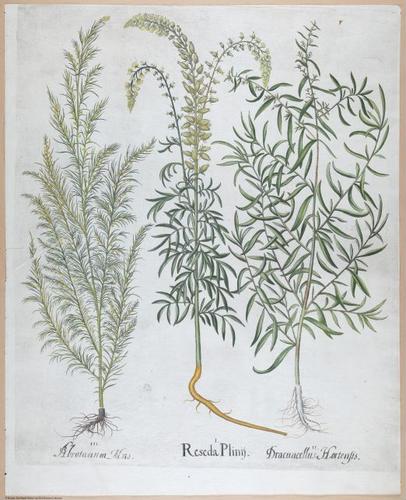 E459 - Various Rich Breiman- i16991