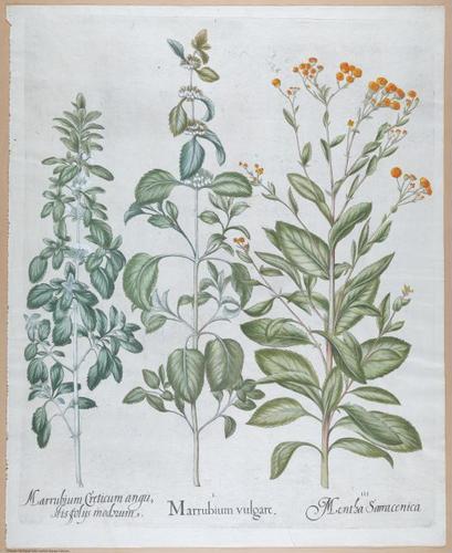 E459 - Various Rich Breiman- i16992