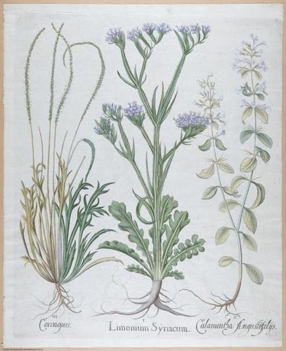 E459 - Various Rich Breiman- i16997