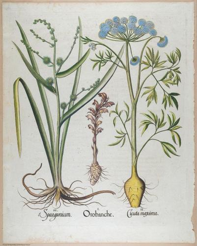 E459 - Various Rich Breiman- i17010