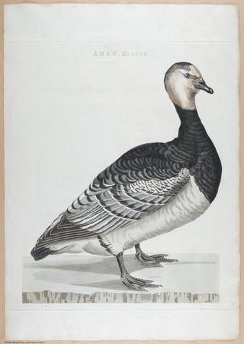E460 - Various Rich Breiman- i17023