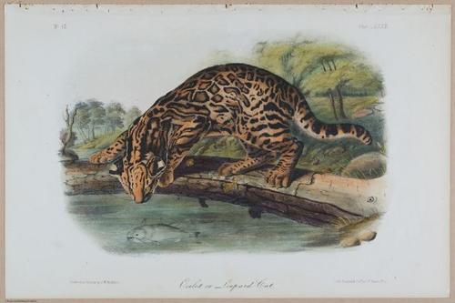 E388 - Audubon Animals - i17815
