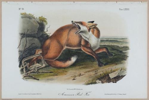 E388 - Audubon Animals - i17816