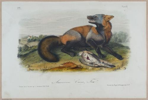 E388 - Audubon Animals - i17817