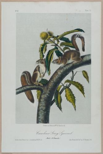 E388 - Audubon Animals - i17818