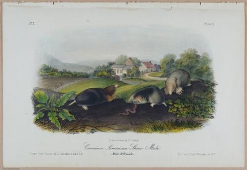 E388 - Audubon Animals - i17819