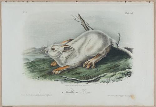 E388 - Audubon Animals - i17820