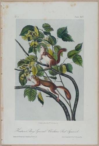 E388 - Audubon Animals - i17821