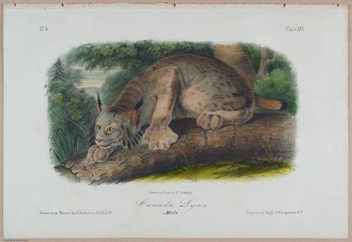 E388 - Audubon Animals - i17822