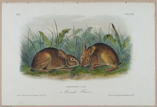 E388 - Audubon Animals - i17823