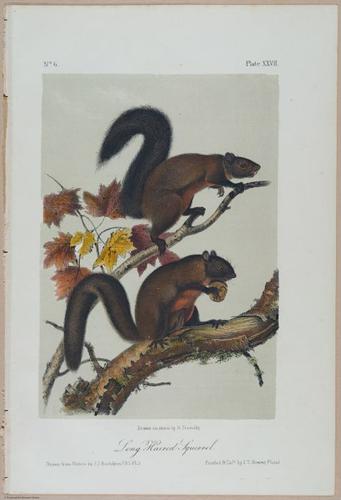 E388 - Audubon Animals - i17824