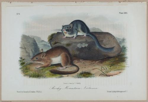 E388 - Audubon Animals - i17825
