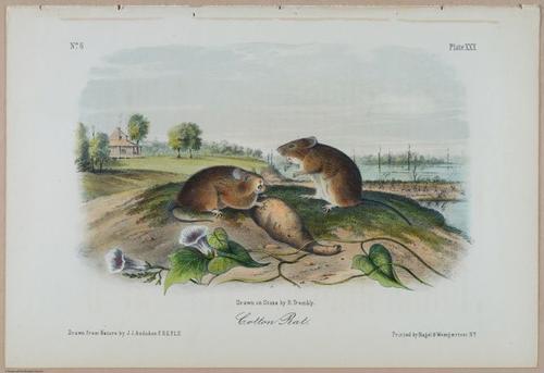 E388 - Audubon Animals - i17826