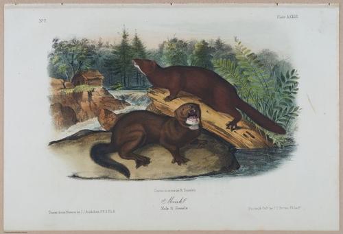 E388 - Audubon Animals - i17827