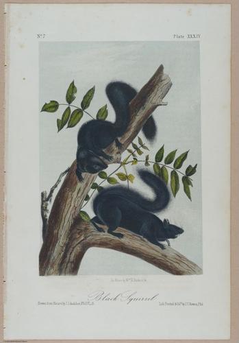 E388 - Audubon Animals - i17828