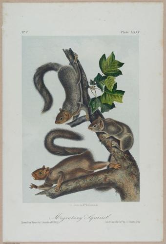 E388 - Audubon Animals - i17829