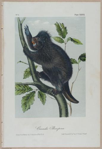 E388 - Audubon Animals - i17830