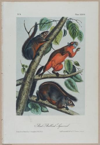 E388 - Audubon Animals - i17831