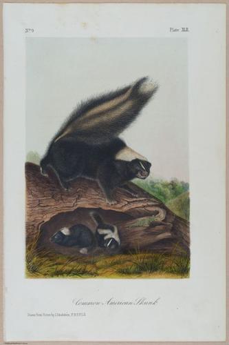 E388 - Audubon Animals - i17832