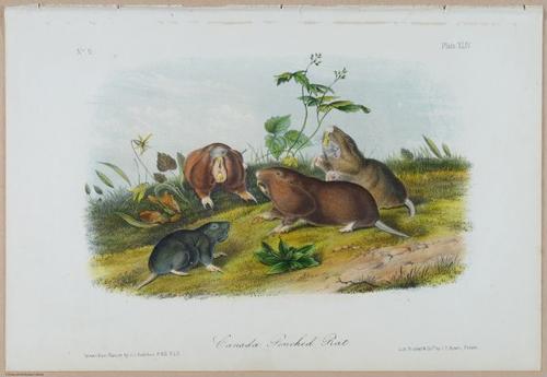 E388 - Audubon Animals - i17833