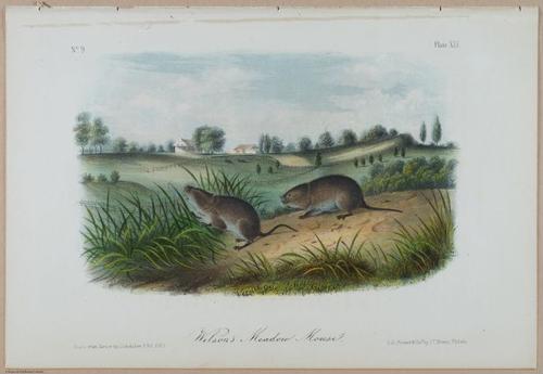E388 - Audubon Animals - i17834