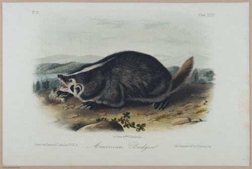 E388 - Audubon Animals - i17835