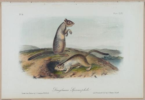E388 - Audubon Animals - i17836