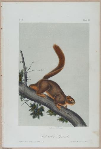 E388 - Audubon Animals - i17837
