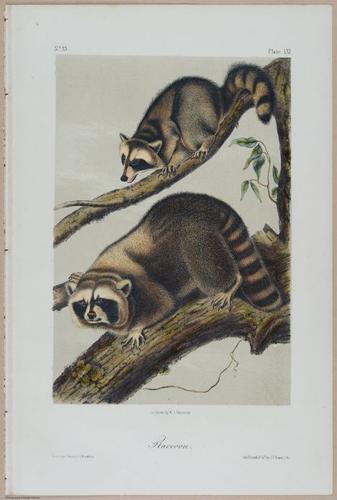 E388 - Audubon Animals - i17838