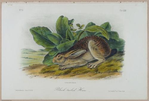 E388 - Audubon Animals - i17839