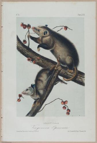 E388 - Audubon Animals - i17840
