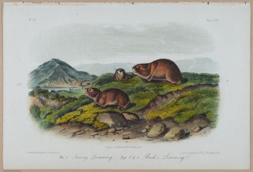 E388 - Audubon Animals - i17841