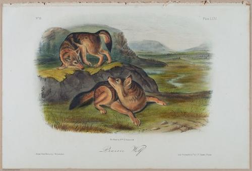 E388 - Audubon Animals - i17842