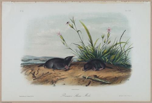 E388 - Audubon Animals - i17843