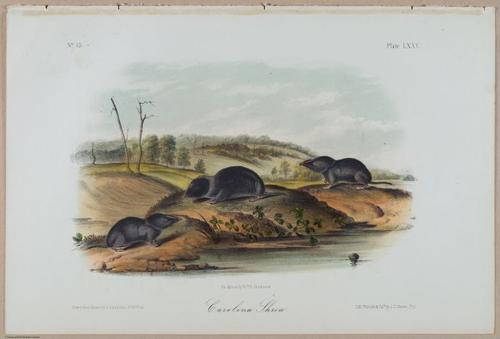 E388 - Audubon Animals - i17844