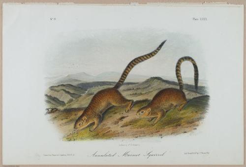 E388 - Audubon Animals - i17845