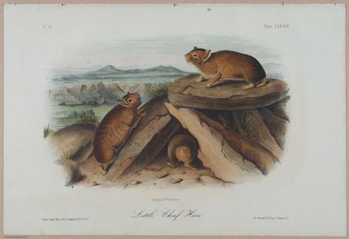 E388 - Audubon Animals - i17846