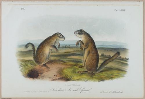 E388 - Audubon Animals - i17848