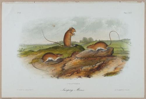 E388 - Audubon Animals - i17849