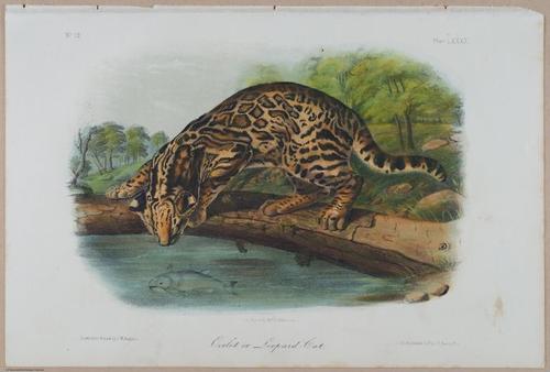 E388 - Audubon Animals - i17850