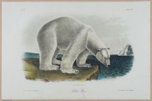 E388 - Audubon Animals - i17851