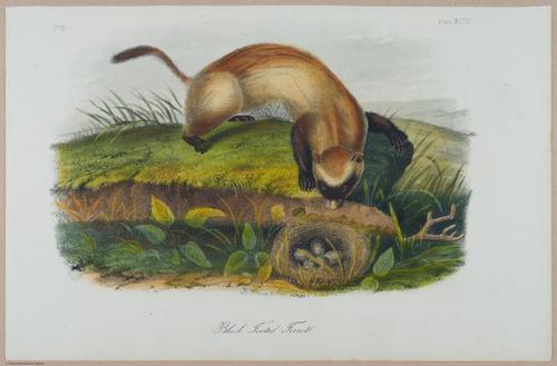 E388 - Audubon Animals - i17852