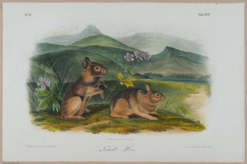 E388 - Audubon Animals - i17853