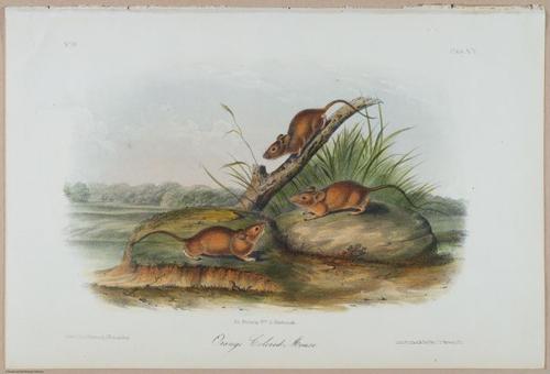E388 - Audubon Animals - i17854