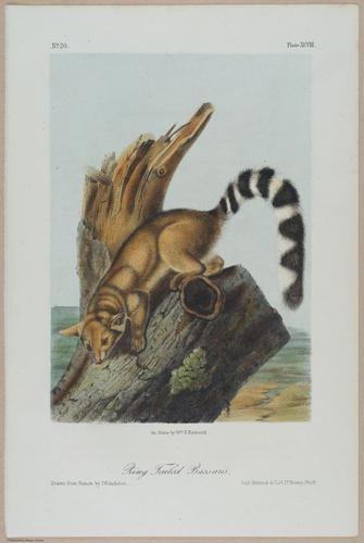 E388 - Audubon Animals - i17855